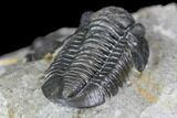 Bargain, Detailed Gerastos Trilobite Fossil - Morocco #145753-6